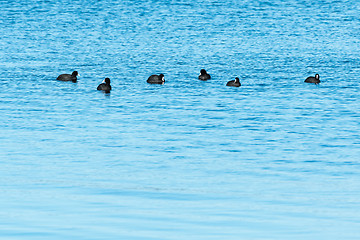 Image showing Small group with Coots