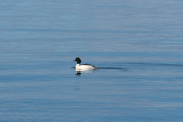 Image showing Swimming Goosander duck