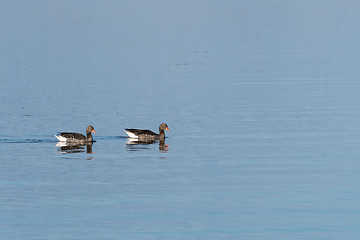 Image showing Couple of Greylag Geese