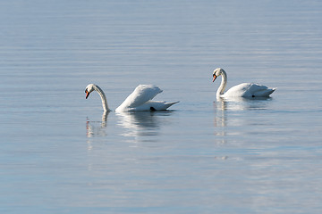 Image showing Couple Mute Swans in calm water