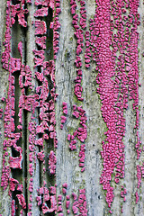 Image showing Old wooden door texture background