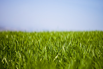 Image showing Field of green grass and sky