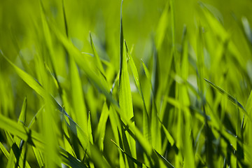 Image showing Field of green grass