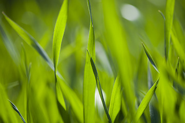 Image showing Field of green grass