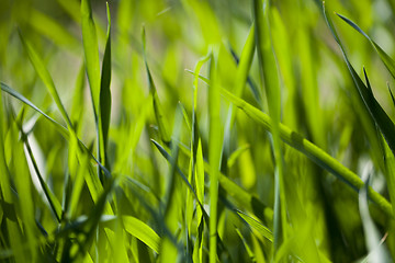 Image showing Field of green grass