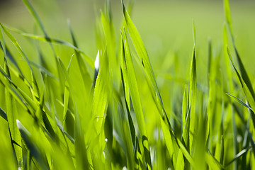 Image showing Field of green grass