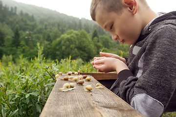 Image showing Boy and Group of Snails