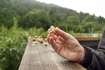 Image showing Boy and Group of Snails