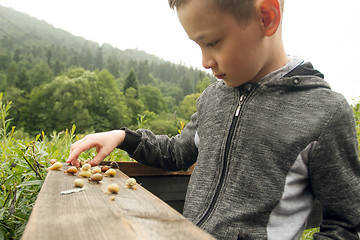 Image showing Boy and Group of Snails