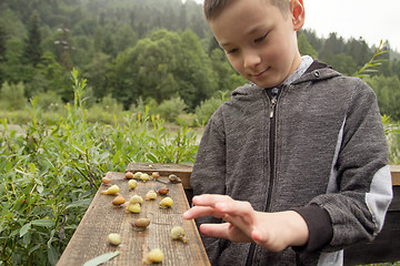 Image showing Boy and Group of Snails