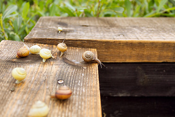 Image showing Wild Life of Snails in the Nature