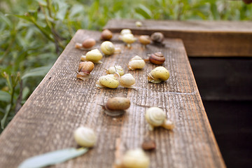 Image showing Wild Life of Snails in the Nature