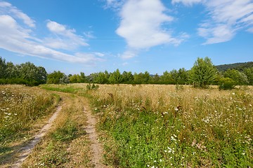 Image showing Meadow in summer with plants growing