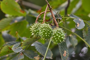 Image showing Buckeye seeds growing