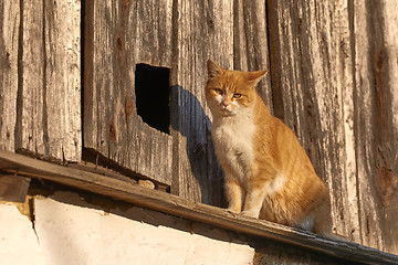 Image showing Cat on an old house
