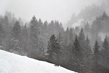 Image showing Winter forest snow storm and fog