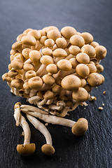 Image showing Buna Shimeji - edible mushroom from East Asia