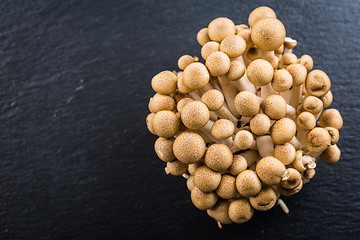 Image showing Buna Shimeji - edible mushroom from East Asia