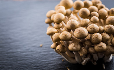 Image showing Buna Shimeji - edible mushroom from East Asia