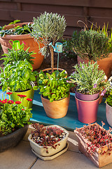 Image showing Variation of flower pots with herbs and other plants