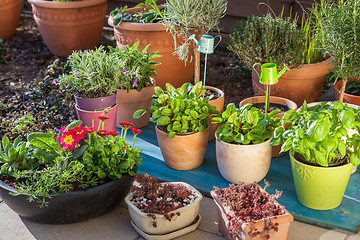 Image showing Variation of flower pots with herbs and other plants
