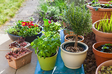 Image showing Variation of flower pots with herbs and other plants