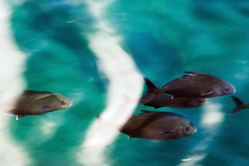 Image showing School of fish passing close to the water surface