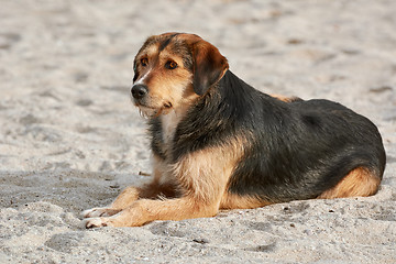 Image showing Dog on Sand