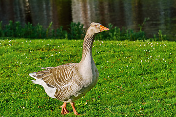 Image showing Walk along the River