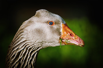 Image showing Portrait of Goose