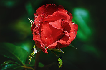 Image showing Red Rose Flower