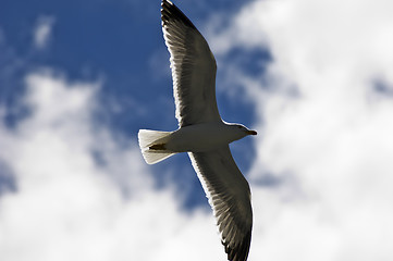 Image showing Seagull soaring 