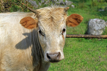 Image showing Cow