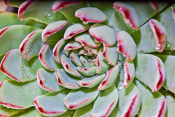 Image showing Succulent with water drops