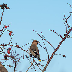 Image showing Waxwing in a rose hip shrub