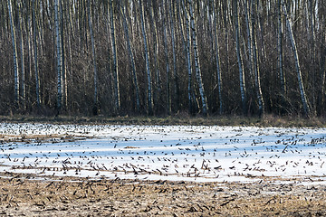 Image showing Melting snow in a farmers field