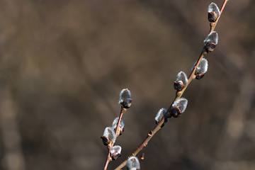 Image showing Willow catkins by a brown background