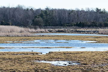 Image showing Swampland by early springtime