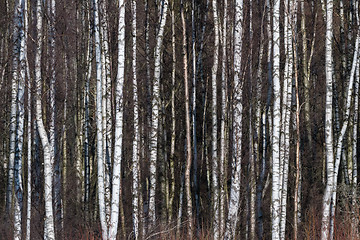 Image showing Tree trunks background image