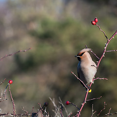 Image showing Beautiful natural Waxwing portrait