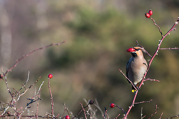 Image showing Waxwing feeding rose hips in a shrub