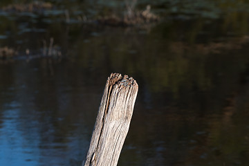 Image showing Top of a weathered wooden pole