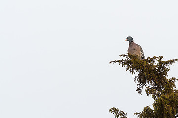 Image showing Wood Pigeon sitting in a shrub