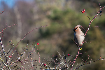 Image showing Sunlit Waxwing in rose hip shrub