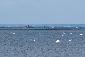 Image showing Blue seascape with white swans