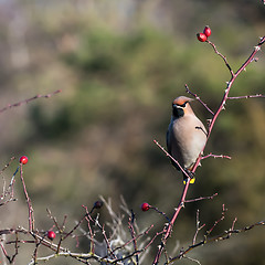 Image showing Waxwing sitting in a rose hip shrub