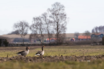 Image showing Couple Greylag Geese in a darmers field