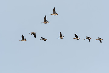 Image showing Migrating Bean Geese in V-formation