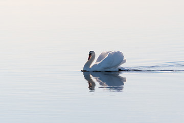 Image showing Graceful swan in a seamless water 