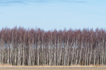 Image showing Birch grove by early springtime
